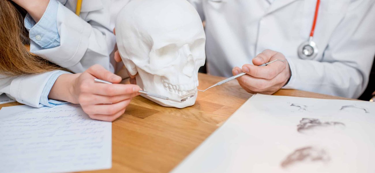 Dentists studying the structure of the skull on the desk
